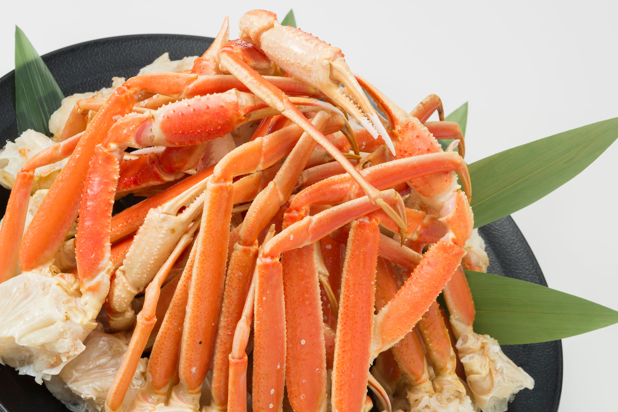 Crabe_Des_Nieges_Rimouski