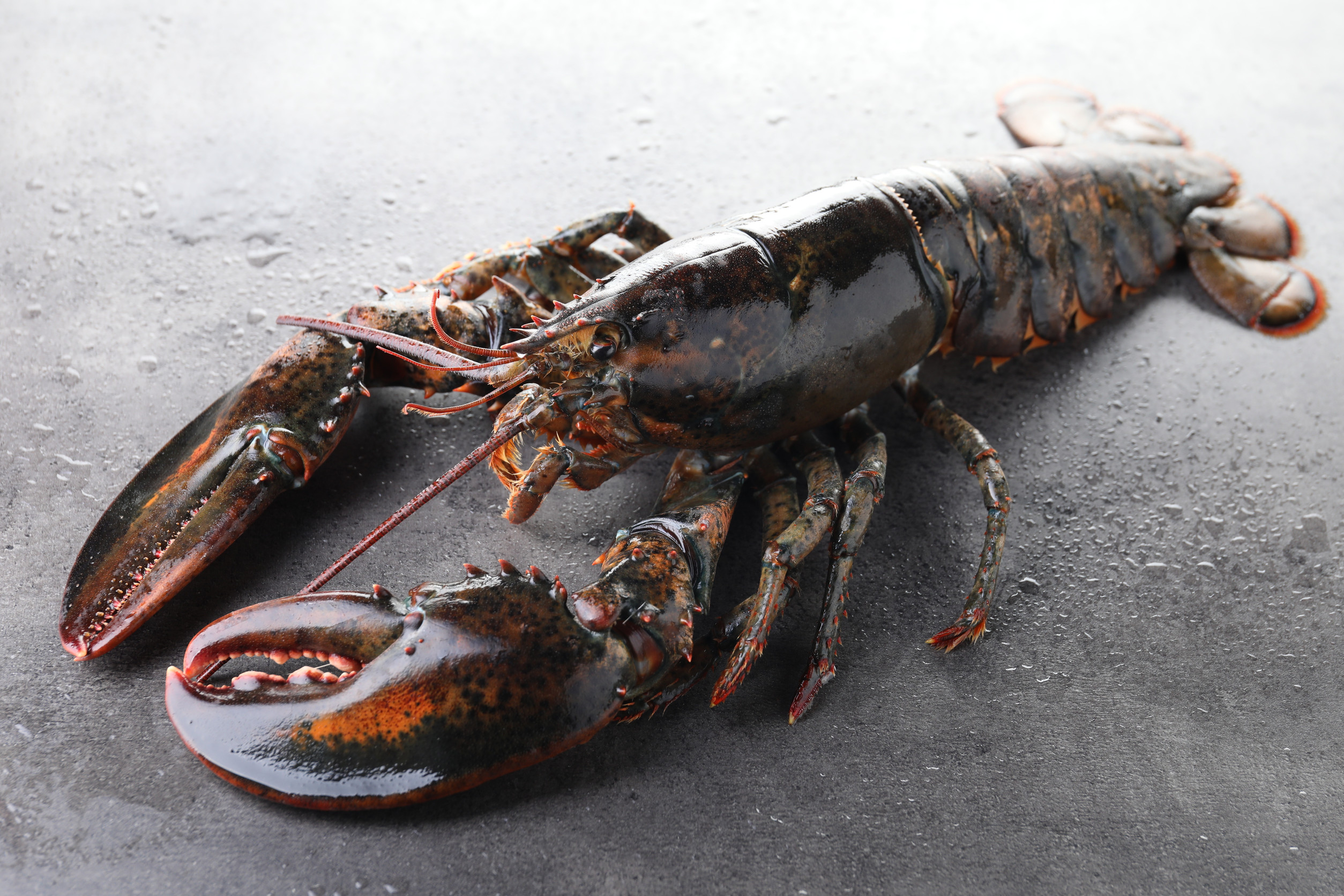 Homard_Rimouski